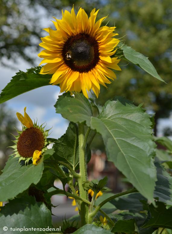 zonnebloem